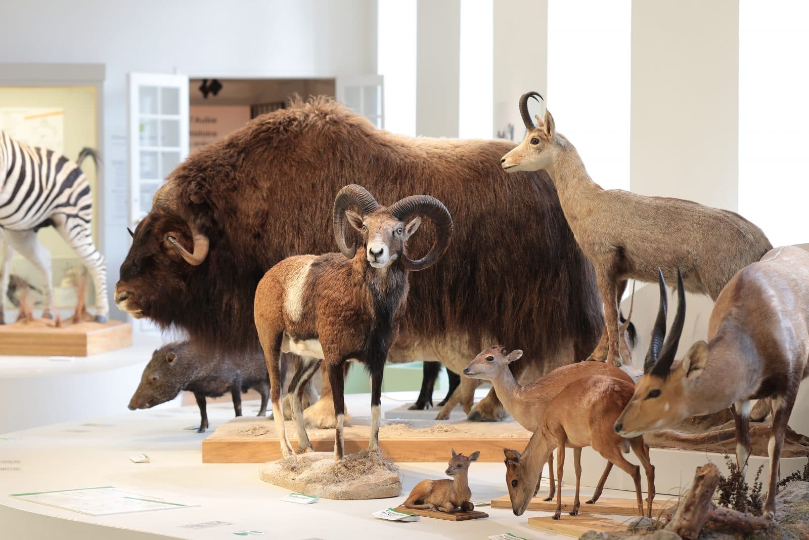 SORTIE AU MUSÉE SAINT LOUP